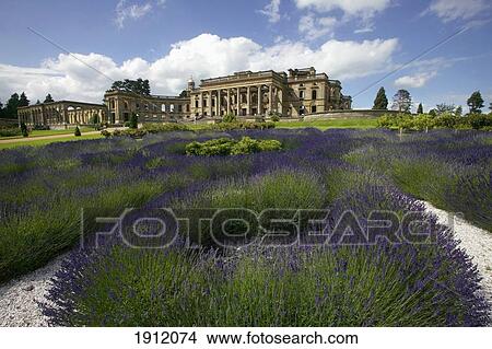 Picture - Ruins Of Witley Court An Dlavender, Worcestershire, England, Uk. Fotosearch