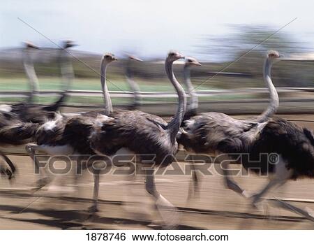 Running Ostriches Farm Largest Outside Africa View Large Photo Image Stock Photograph - Running Ostriches Farm Largest Outside Africa. Fotosearch