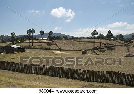 Picture - Rural Habitat, Mesa Central Of Chiapas, Chiapas, Mexico. Fotosearch