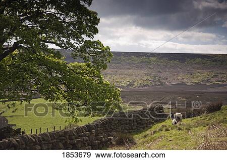 Stock Photo - Rural Scene, North Yorkshire, England. Fotosearch