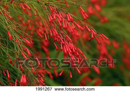 Russelia Equisetiformis Firecracker Plant View Large Photo Image Stock Photo - Russelia Equisetiformis Firecracker Plant. Fotosearch