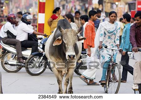 Stock Photo - Sacred Brahmin cow wanders through the street at Gadolia Chowk, a busy shopping district; Varanasi, Uttar Pradesh, India. Fotosearch