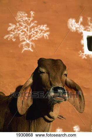 Stock Photo - Sacred cow in front of traditional earth red adobe house inside the Fort, Jaisalmer, Rajasthan, India, Jaisalmer, Rajasthan, India.. Fotosearch