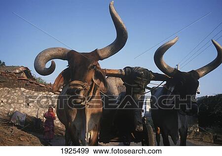 Stock Photo - Sacred Cows, One With Notable Bent Horn; Gujurat State, India. Fotosearch
