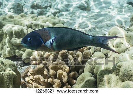 Stock Photo - Saddle Wrasse (Thalassoma duperrey); Kona, Island of Hawaii, Hawaii, United States of America. Fotosearch