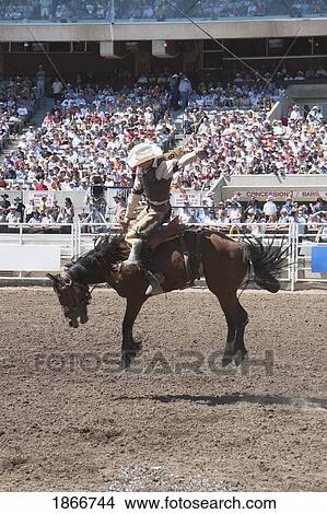 Saddleback Rider, Calgary Stampede Rodeo, Calgary, Alberta, Canada View Large Photo Image Picture - Saddleback Rider, Calgary Stampede Rodeo, Calgary, Alberta, Canada. Fotosearch