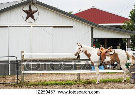 Saddled horse in front of barn, near Hurlock; Maryland, United States of America View Large Photo Image Stock Photo - Saddled horse in front of barn, near Hurlock; Maryland, United States of America. Fotosearch
