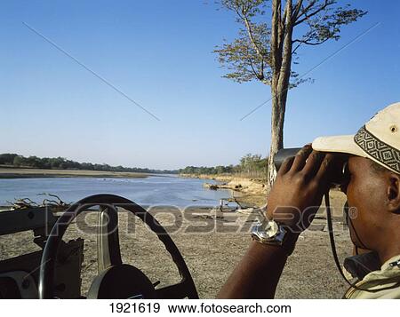 Stock Photo - Safari Guide Looking, Binoculars. Fotosearch