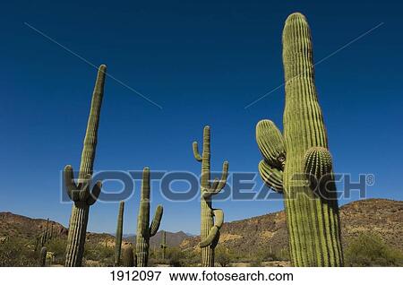 Stock Photo - Saguaro Cacti In Sonoran Desert, Arizona, Usa. Fotosearch