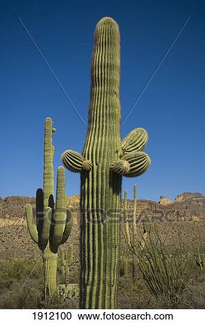 Stock Image - Saguaro Cactus In Sonoran Desert, Arizona, Usa. Fotosearch