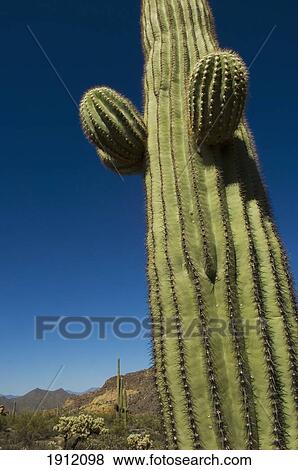 Stock Photo - Saguaro Cactus In Sonoran Desert, Arizona, Usa. Fotosearch