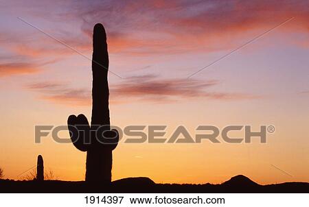 Stock Photo - Saguaro Cactus. Fotosearch