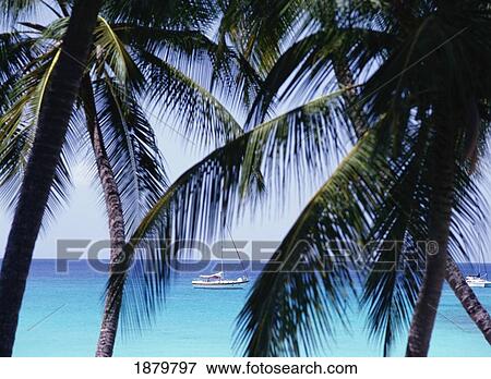 Stock Photo - Sail Boat As Seen Through Palm Trees. Fotosearch