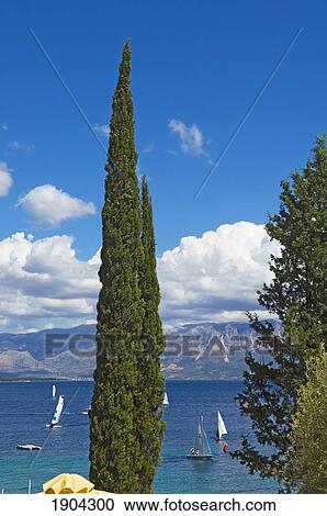 Sailboats At Sea With Cypress Tree In Foreground, Lefkas, Ionian Islands, Greece View Large Photo Image Stock Image - Sailboats At Sea With Cypress Tree In Foreground, Lefkas, Ionian Islands, Greece. Fotosearch