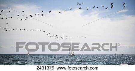 Sailboats cruise the waters of Lake Ontario as a flock of water birds take to the air; Toronto, Ontario, Canada View Large Photo Image Stock Photograph - Sailboats cruise the waters of Lake Ontario as a flock of water birds take to the air; Toronto, Ontario, Canada. Fotosearch