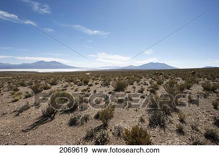 Stock Photo - Salar De Chiguana And Volcanoes Of The Andes Cordillera, Potosi Department, Bolivia. Fotosearch