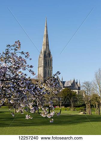 Stock Image - Salisbury Cathedral with blossoming tree in the foreground; Salisbury, Wiltshire, England. Fotosearch