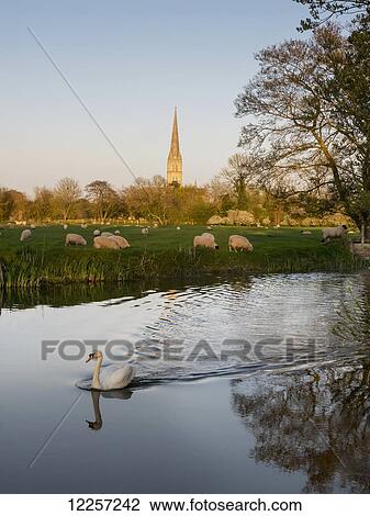 Salisbury Cathedral with grazing sheep and a swan in the foreground; Salisbury, Wiltshire, England View Large Photo Image Stock Image - Salisbury Cathedral with grazing sheep and a swan in the foreground; Salisbury, Wiltshire, England. Fotosearch