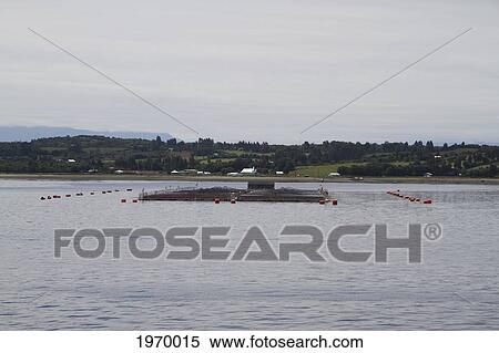 Stock Photography - Salmon Hatchery In Canal Moraleda, Aysen Region, Chile. Fotosearch