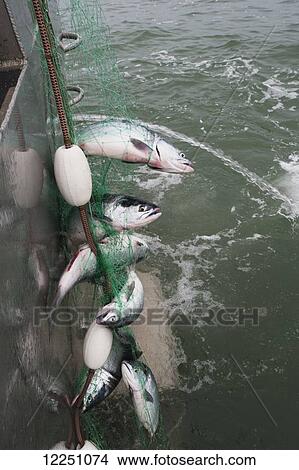 Picture - Salmon in a net; Alaska, United States of America. Fotosearch