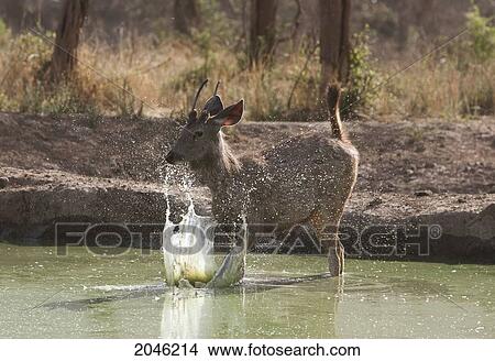 Sambar At A Watering Hole, Sariska National Park, Rajasthan, India View Large Photo Image Picture - Sambar At A Watering Hole, Sariska National Park, Rajasthan, India. Fotosearch