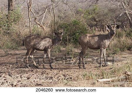 Sambar At A Watering Hole, Sariska National Park, Rajasthan, India View Large Photo Image Stock Image - Sambar At A Watering Hole, Sariska National Park, Rajasthan, India. Fotosearch