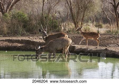 Sambar & Spotted Deer At A Watering Hole, Sariska National Park, Rajasthan, India View Large Photo Image Picture - Sambar & Spotted Deer At A Watering Hole, Sariska National Park, Rajasthan, India. Fotosearch