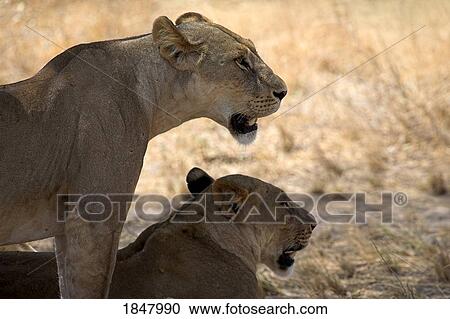 Samburu National Reserve, Kenya, East Africa; Pair Of Female Lions View Large Photo Image Stock Image - Samburu National Reserve, Kenya, East Africa; Pair Of Female Lions. Fotosearch
