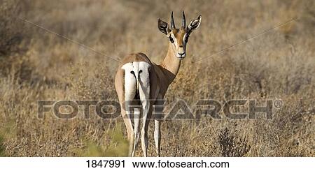 Samburu National Reserve, Kenya, East Africa; Impala In Field Looking Alert View Large Photo Image Stock Image - Samburu National Reserve, Kenya, East Africa; Impala In Field Looking Alert. Fotosearch