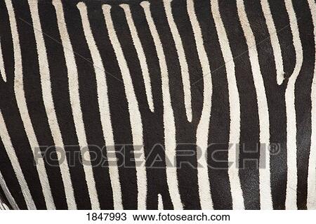 Samburu National Reserve, Kenya, East Africa; Close-Up Of Grevy's Zebra Hide View Large Photo Image Stock Image - Samburu National Reserve, Kenya, East Africa; Close-Up Of Grevy's Zebra Hide. Fotosearch