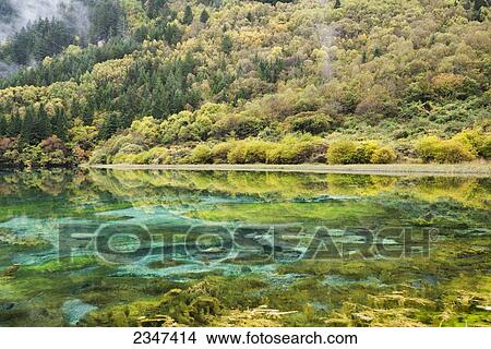 Picture - Same Colors Of Autumn Forest And Underwater Vegetation In A Lake At Jiuzhaigou Valley National Park; Jiuzhaigou, Sichuan, China. Fotosearch