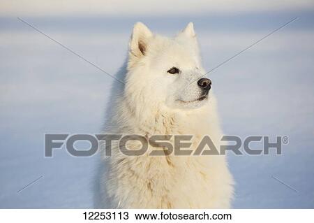 Samoyed dog in the snow; Ledyard, Connecticut, USA View Large Photo Image Stock Image - Samoyed dog in the snow; Ledyard, Connecticut, USA. Fotosearch