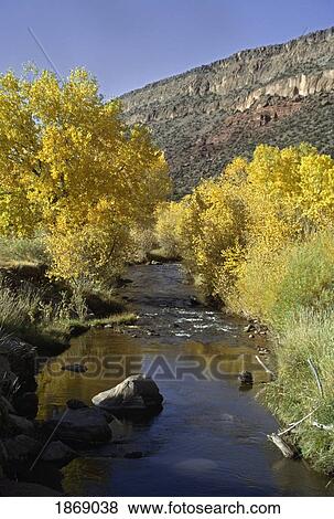 San Diego Canyon, United States Of America; Jemez River With Fremont Cottonwoods (Populus Fremontii) In Autumn View Large Photo Image Stock Photo - San Diego Canyon, United States Of America; Jemez River With Fremont Cottonwoods (Populus Fremontii) In Autumn. Fotosearch