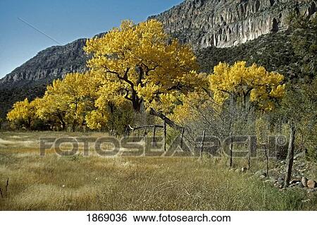 Stock Photograph - San Diego Canyon, United States Of America; A Rustic Fence Along A Fallow Field With Fremont Cottonwoods (Populus Fremontii) In Autumn. Fotosearch