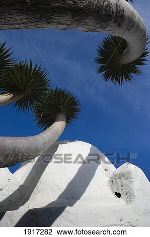 San Telmo Battery Sentry Box And Curved Trees View Large Photo Image Stock Image - San Telmo Battery Sentry Box And Curved Trees. Fotosearch