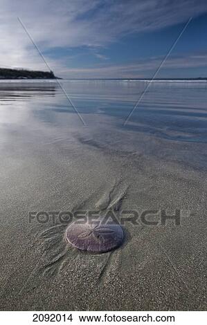 Picture - Sand Dollar On The Beach At Cox Bay Pacific Rim National Park; Vancouver Island British Columbia Canada. Fotosearch