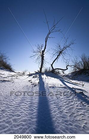 Stock Image - Sand Dunes And Silhouette Of Tree In Snow, Grand Beach Provincial Park, Manitoba. Fotosearch