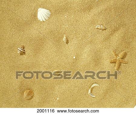 Stock Photograph - Sand With Shells And Starfish, Background. Fotosearch