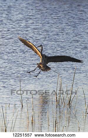 Stock Photo - Sandhill crane (grus canadensis), Whitewater draw; Arizona, United States of America. Fotosearch