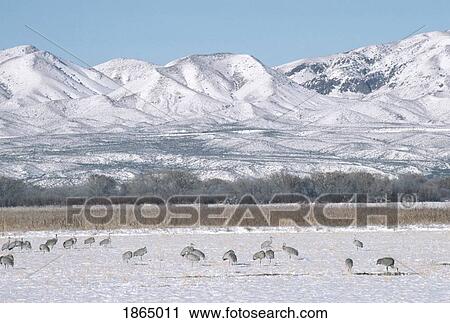 Sandhill Cranes (Grus Canadensis), Bosque Del Apache National Wildlife Refuge, New Mexico, Usa View Large Photo Image Stock Image - Sandhill Cranes (Grus Canadensis), Bosque Del Apache National Wildlife Refuge, New Mexico, Usa. Fotosearch