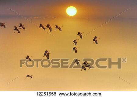 Sandhill cranes (grus canadensis) flying at sunset, Whitewater draw; Arizona, United States of America View Large Photo Image Stock Photo - Sandhill cranes (grus canadensis) flying at sunset, Whitewater draw; Arizona, United States of America. Fotosearch