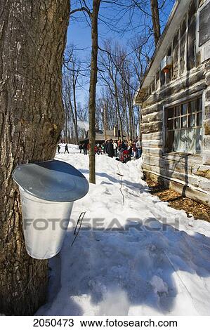 Sap Bucket On A Maple Tree At A Sugar Cabin, Monteregie Region Rigaud, Quebec View Large Photo Image Stock Image - Sap Bucket On A Maple Tree At A Sugar Cabin, Monteregie Region Rigaud, Quebec. Fotosearch