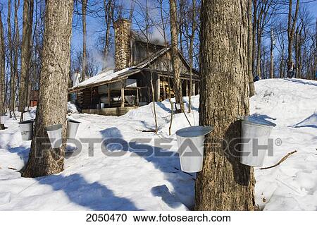 Sap Buckets On A Maple Trees At A Sugar Cabin, Monteregie Region Rigaud, Quebec View Large Photo Image Stock Image - Sap Buckets On A Maple Trees At A Sugar Cabin, Monteregie Region Rigaud, Quebec. Fotosearch