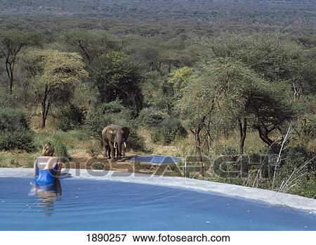 Stock Photo - Sarara Camp, Woman In Pool Watching At Elephant, Namunyak Wildlife Conservation Trust. Fotosearch