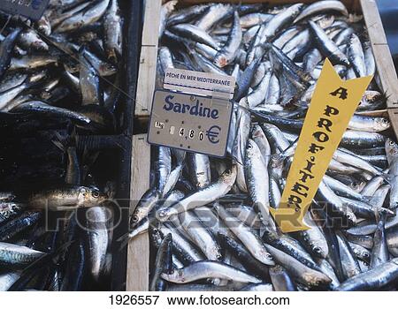 Sardines For Sale In Fish Market View Large Photo Image Stock Photo - Sardines For Sale In Fish Market. Fotosearch