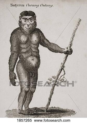 Stock Photography - Satyrus, Ourang Outang. Engraved By Barlow, 18Th Century.. Fotosearch
