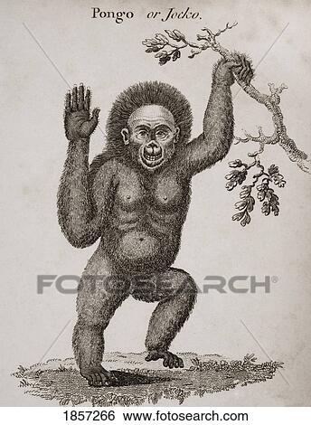Stock Photograph - Satyrus, Ourang Outang. Pongo Or Jocko. Engraved By Barlow.. Fotosearch
