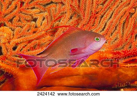 Scalefin anthias (basslet) (Pseudanthias squamipinnis), in front of a gorgonian fan; Fiji View Large Photo Image Stock Image - Scalefin anthias (basslet) (Pseudanthias squamipinnis), in front of a gorgonian fan; Fiji. Fotosearch