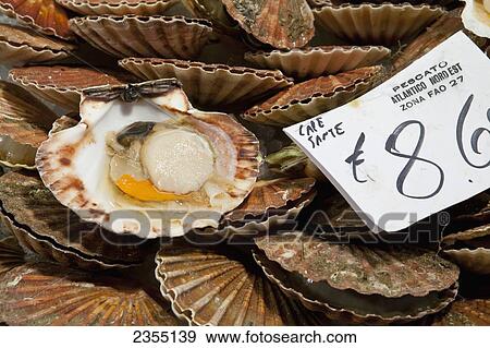 Stock Photo - Scallops for sale at Rialto market; Venice, Italy. Fotosearch