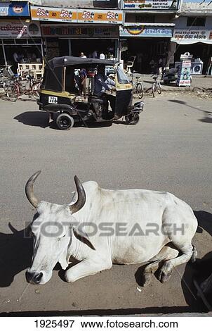 Stock Photo - Scared Cow Sitting On The Road In Bhuj. Fotosearch